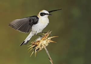 Images Dated 17th June 2012: Black-eared Wheatear- adult on a thistle