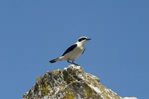 Wheatear Prints: Black-eared Wheatear, perched - Male among the Roman ruins at Dougga
