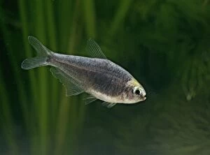 Black emperor tetra - side view, tropical freshwater