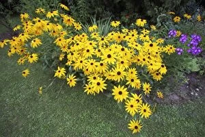 Images Dated 19th July 2007: Black-eyed Susan - flowering in garden, Lower Saxony, Germany