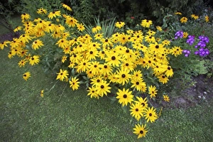 Black-eyed Susan - flowers in garden
