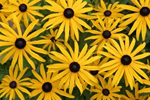 Black-eyed Susan - flowers in garden, Lower Saxony, Germany