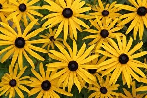 Images Dated 6th August 2006: Black-eyed Susan - flowers in garden, Lower Saxony, Germany
