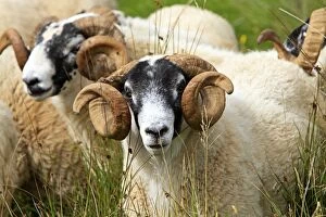 Images Dated 27th August 2010: Black face Scottish Sheep - ram