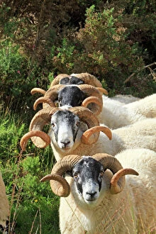 Images Dated 27th August 2010: Black face Scottish Sheep - ram