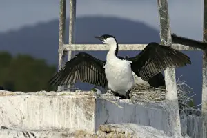 Black Faced Prints: Black-faced Cormorant Derwent River, Hobart Harbour, Tasmania, Australia