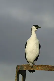 Black-faced Cormorant Derwent River, Hobart Harbour, Tasmania, Australia