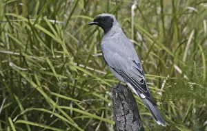 Black-faced Cuckoo-shrike - Endemic Tasmanian subspecies. Near Swansea, eastern Tasmania, Australia