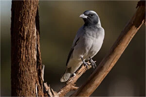 Black Faced Gallery: Black-faced Cuckooshrike - Perched on a twig - Papunya