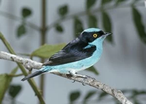 Black-faced Dacnis - Perched on branch