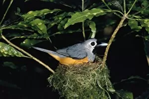 Images Dated 26th June 2008: Black-faced Flycatcher / Monarch