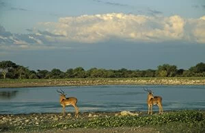 Black-faced Impala - 2 males at a waterhole; in
