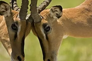 Black Faced Impala - Males locking horns-close up