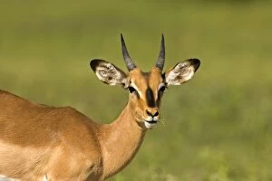 Images Dated 27th February 2006: Black Faced Impala - Portrait of a young male chewing on a green stem