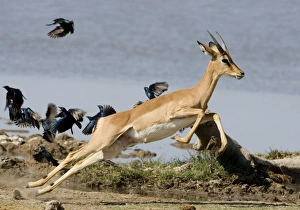 Images Dated 25th April 2000: Black Faced Impala-Young male taking flight with starlings in the background Etosha National