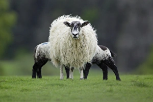 Domestic Sheep ewe suckles lambs