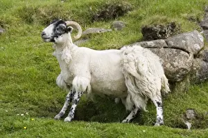 Black Faced Prints: Black-faced sheep rubbing off fleece against rock, Mull, Scotland, UK