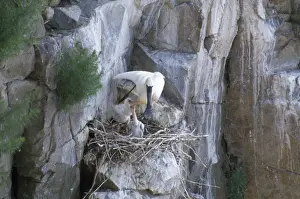 Black-faced Spoonbill - adult at nest with young