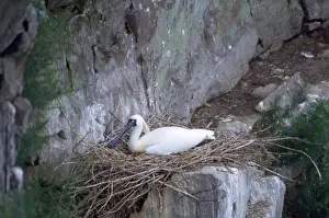 Black-faced Spoonbill - adults on nest