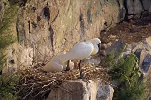 Black-faced Spoonbill - adults at nest