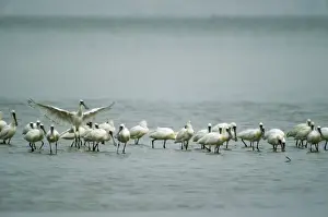 Spoonbill Prints: Black-faced Spoonbill Mai Po, Hong Kong