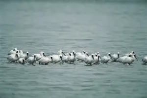 Spoonbill Prints: Black-faced Spoonbills - small flock wading, some showing breeding plumage