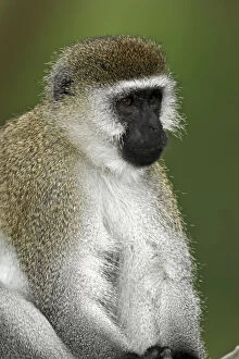 Faced Gallery: Black-faced Vervet Monkey, Lake Nakuru National