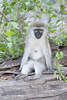 Black Faced Prints: Black-faced Vervet Monkey - Mzima Springs Tsavo East National Park Kenya