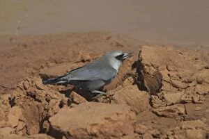 Black-faced Woodswallow - drinking at drying pool