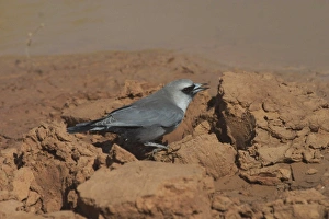 Black-faced Woodswallow - drinking at drying pool Black-faced Woodswallow - drinking at drying pool