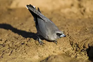 Black Faced Prints: Black-faced Woodswallow drinking - Found almost right throughout Australia except for the southeastern coastal areas