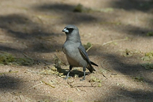 Images Dated 23rd October 2003: Black-faced Woodswallow Karumba, Gulf of Carpentaria, Queensland, Australia