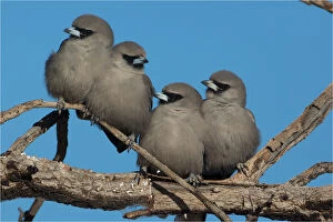 Roosting Gallery: Black-faced Woodswallows - Four birds roosting
