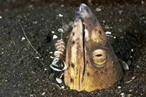 Eels Prints: Black finned Sand Eel / Snake Eel - with Magnificent Shrimp - Indonesia