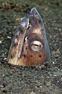 Eels Prints: Black Finned Sand / Snake Eel - Indonesia