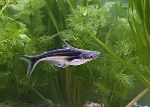 Black-finned Shark/Catfish Print Asia Art Prints