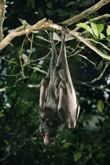 Black Flying Fox