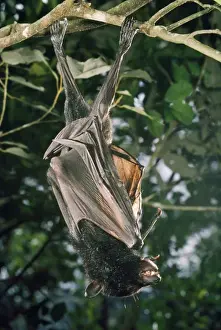 Black Flying Fox