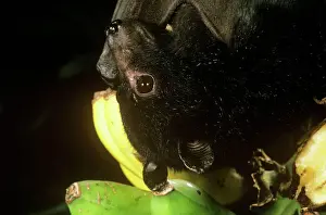 Hanging Prints: Black Flying Fox - close-up of head