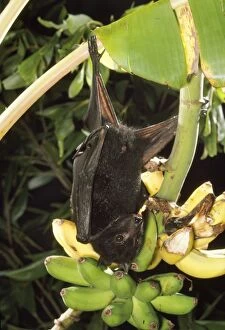 Images Dated 3rd July 2007: Black Flying Fox / Fruit Bat - Male