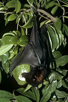 Crepuscular Prints: Black Flying Fox - Hanging upside down feeding on fruit. Northern Australia JPF01847