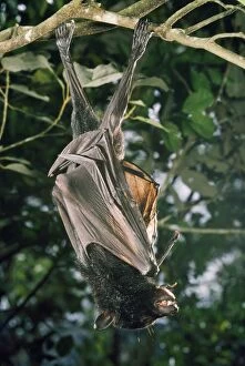 Black Flying Fox - Largest Austalian Fruit bat