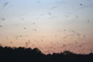 Black Flying Fox - leaving the diurnal dormitiory. Kalong island - Indonesia