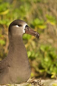 Images Dated 16th December 2010: Black-footed Albatross