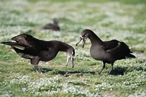Black Footed Prints: Black-footed Albatross - courtship display