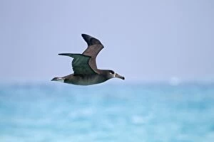 Black-footed Albatross - in flight