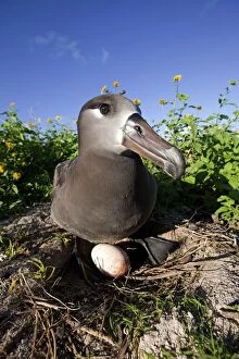 Black-footed Albatross - at nest with egg