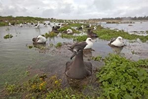 Images Dated 16th December 2010: Black-footed Albatross - on the nest in the water