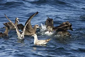 Black Footed Prints: Black-footed albatrosses