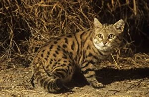 Images Dated 20th March 2009: Black-footed Cat / Small Spotted Cat Botswana Africa